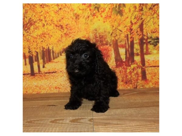 Cock A Poo-DOG-Female-Black-13129-Petland Batavia, Illinois