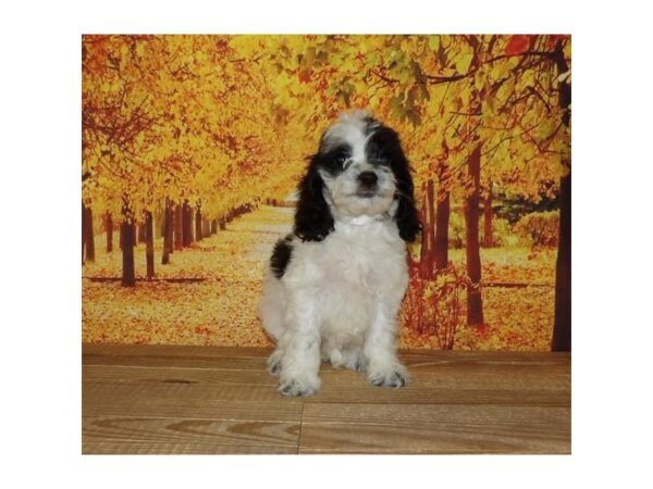 Cock A Poo-DOG-Female-White / Black-21330-Petland Batavia, Illinois