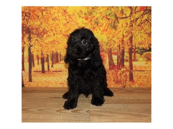 Cock A Poo-DOG-Male-Black-21331-Petland Batavia, Illinois