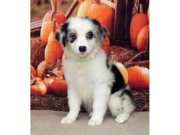 Australian Shepherd DOG Female Blue Merle 21326 Petland Batavia, Illinois