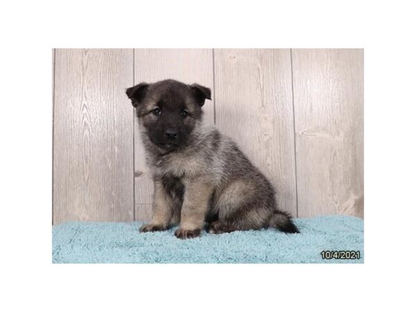 Norwegian Elkhound DOG Female Black / Silver 21337 Petland Batavia, Illinois