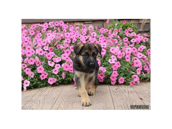 German Shepherd Dog DOG Female Black / Red 21335 Petland Batavia, Illinois