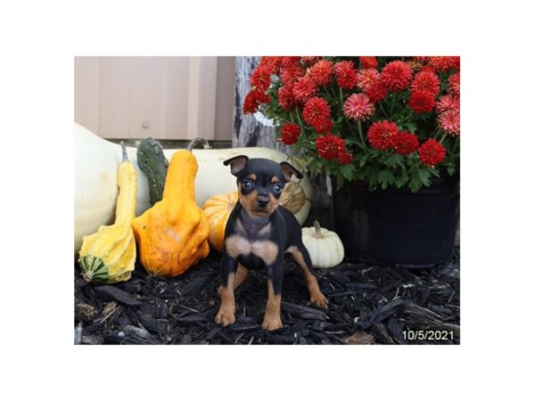 Miniature Pinscher DOG Male Black / Rust 21336 Petland Batavia, Illinois