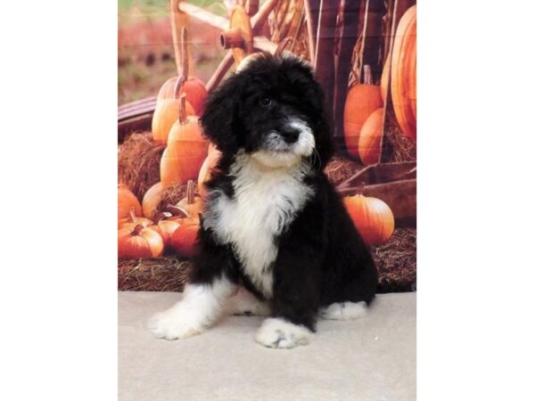Bernedoodle-DOG-Female-Black-13130-Petland Batavia, Illinois
