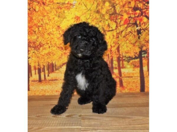 Aussiedoodle Mini 2nd Generation-DOG-Male-Black-21095-Petland Batavia, Illinois