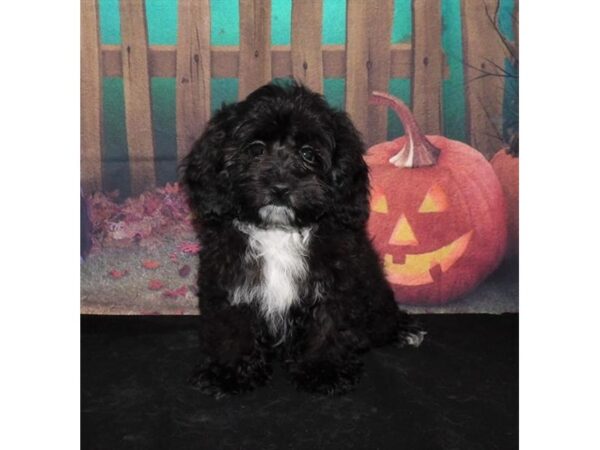 Cock A Poo-DOG-Male-Black-21097-Petland Batavia, Illinois