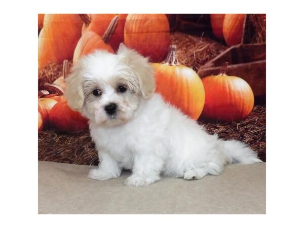 Teddy Bear-DOG-Female-Cream-21096-Petland Batavia, Illinois
