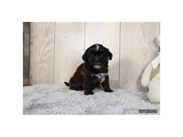 Shih Poo DOG Female Chocolate 21332 Petland Batavia, Illinois