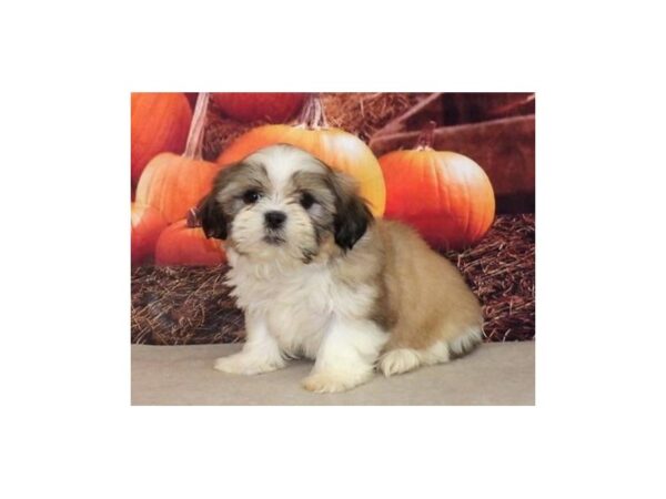 Shih Tzu-DOG-Female-Gold / White-21094-Petland Batavia, Illinois