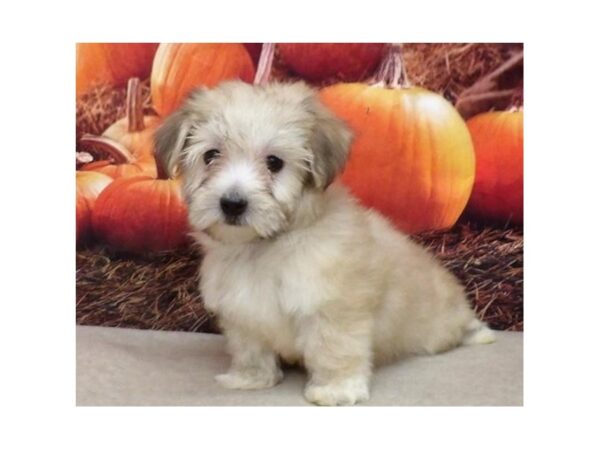 Havanese DOG Female Cream 21093 Petland Batavia, Illinois