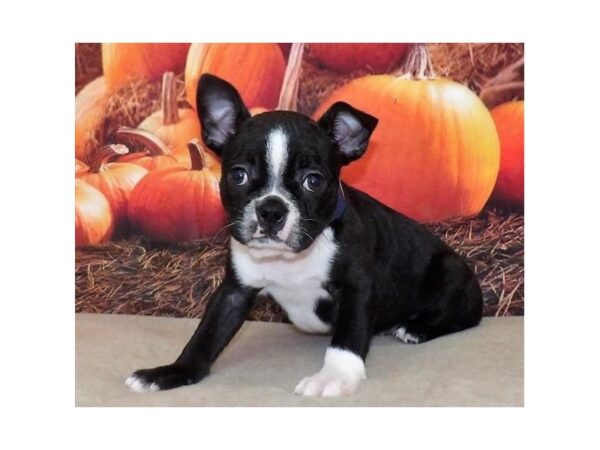 Boston Terrier DOG Female Seal / White 21092 Petland Batavia, Illinois