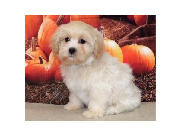 Lhasa Poo DOG Female Cream 21329 Petland Batavia, Illinois