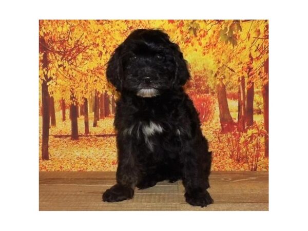 Aussiedoodle Mini 2nd Generation-DOG-Female-Black-21327-Petland Batavia, Illinois