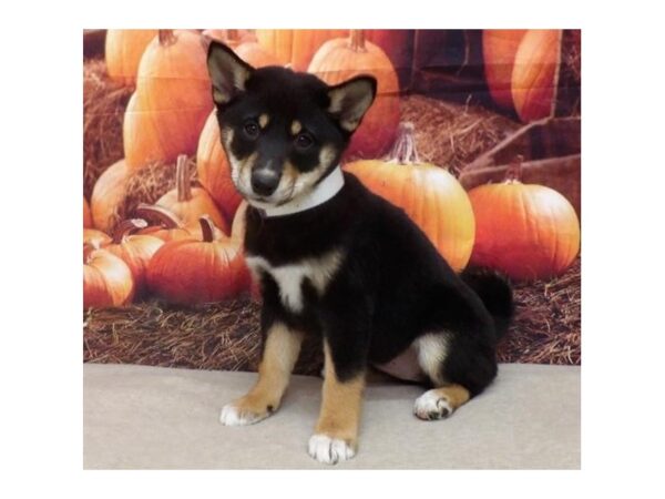 Shiba Inu-DOG-Female-Black / Tan-13125-Petland Batavia, Illinois