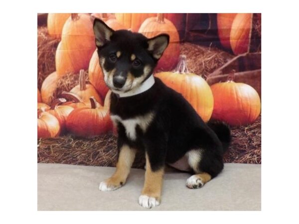 Shiba Inu DOG Female Black / Tan 13125 Petland Batavia, Illinois