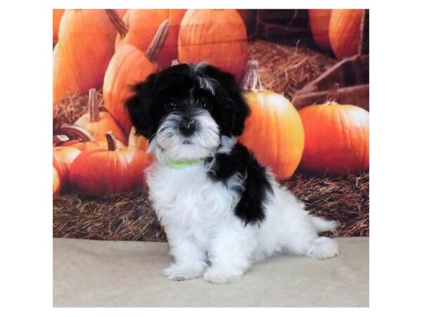 Hava Poo-DOG-Female-Black & White-21352-Petland Batavia, Illinois