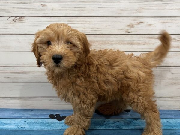 Goldendoodle Mini 2nd Gen-DOG-Male-Red-13140-Petland Batavia, Illinois