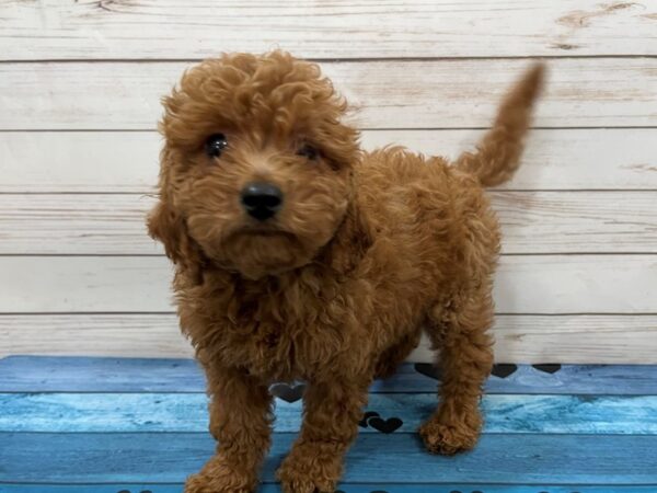 Goldendoodle Mini 2nd Gen-DOG-Female-Red-13139-Petland Batavia, Illinois
