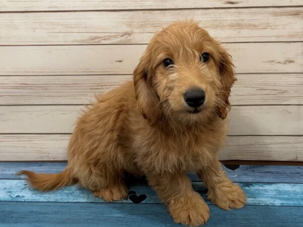 Goldendoodle Mini DOG Female Golden 13138 Petland Batavia, Illinois