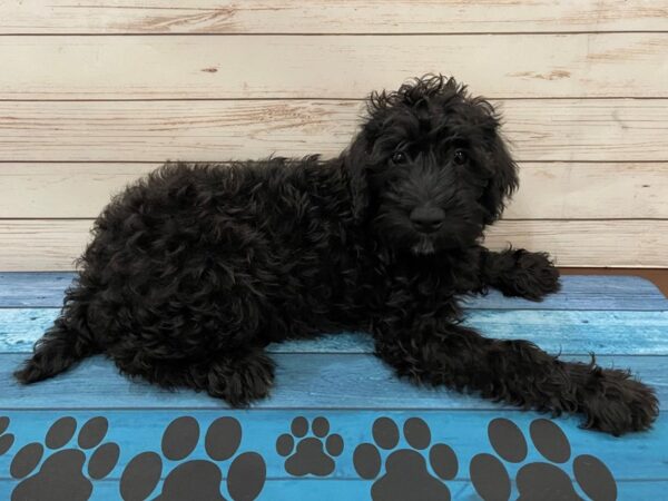 Miniature Schnoodle DOG Male Black 13136 Petland Batavia, Illinois