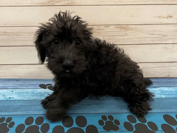 Miniature Schnoodle DOG Female Black 13135 Petland Batavia, Illinois