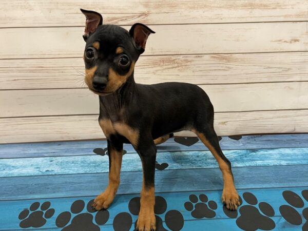 Miniature Pinscher-DOG-Female-Black / Rust-13132-Petland Batavia, Illinois