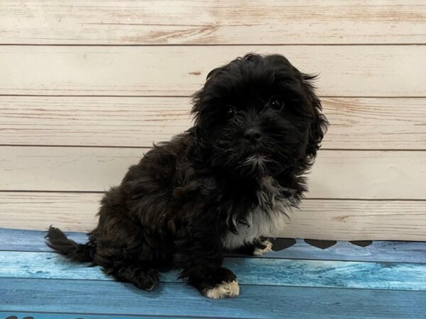 Shih Poo DOG Female Grizzle 13134 Petland Batavia, Illinois