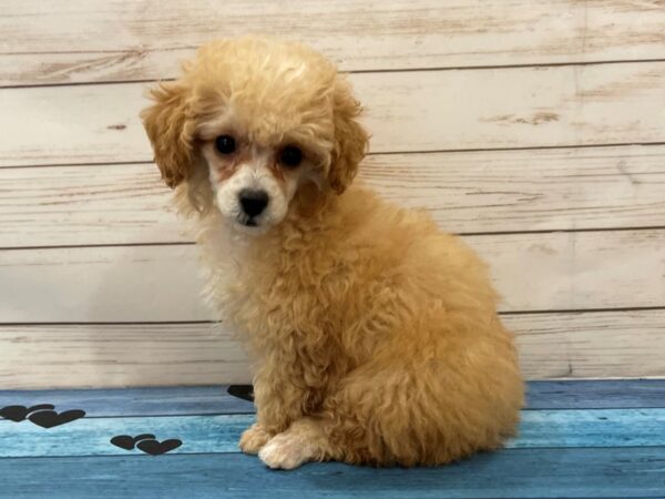 Poodle Mini DOG Female Cream 13133 Petland Batavia, Illinois