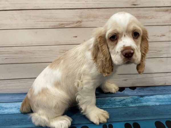 Cocker Spaniel DOG Male Buff / White 13131 Petland Batavia, Illinois