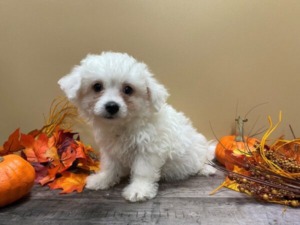 Bichon Frise DOG Male White 21084 Petland Batavia, Illinois