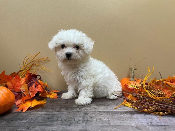 Bichon Frise DOG Female White 21085 Petland Batavia, Illinois