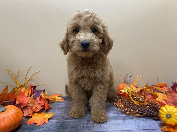 Goldendoodle Mini 2nd Gen-DOG-Male-Red-21081-Petland Batavia, Illinois