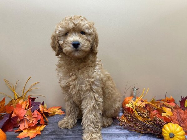 Goldendoodle Mini 2nd Gen-DOG-Male-Red-21082-Petland Batavia, Illinois