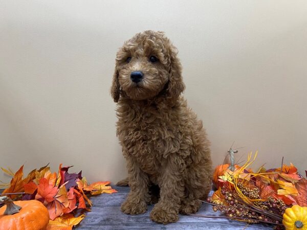 Goldendoodle Mini 2nd Gen-DOG-Female-Red-21083-Petland Batavia, Illinois