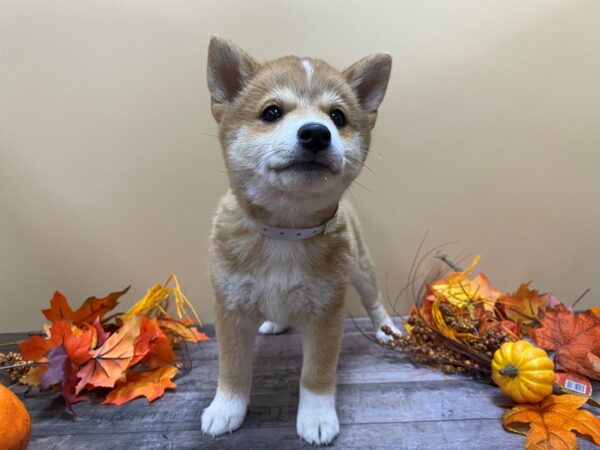 Shiba Inu DOG Male Red Sesame 21099 Petland Batavia, Illinois