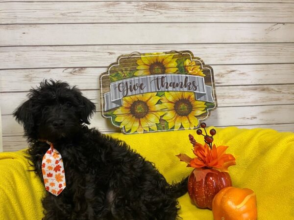 Miniature Schnoodle DOG Male Black 21325 Petland Batavia, Illinois