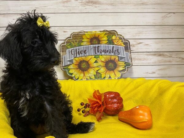 Miniature Schnoodle DOG Female Black 21324 Petland Batavia, Illinois