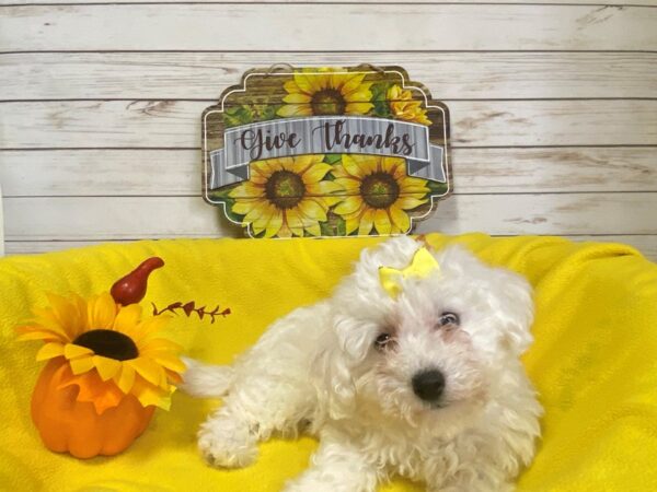 Bichon Frise-DOG-Female-White-21323-Petland Batavia, Illinois