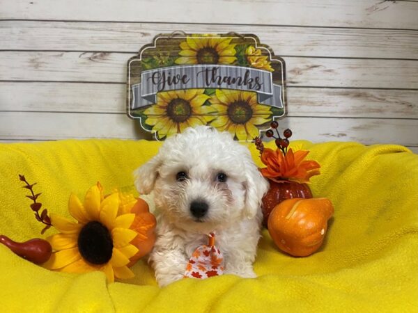 Bichon Frise DOG Male White 21322 Petland Batavia, Illinois