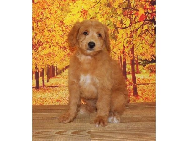 Aussiedoodle Mini 2nd Generation-DOG-Male-Red-21339-Petland Batavia, Illinois