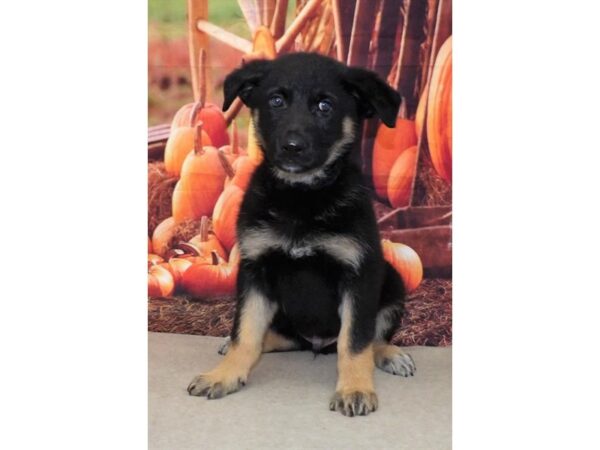 German Shepherd Dog DOG Male Black / Tan 21341 Petland Batavia, Illinois