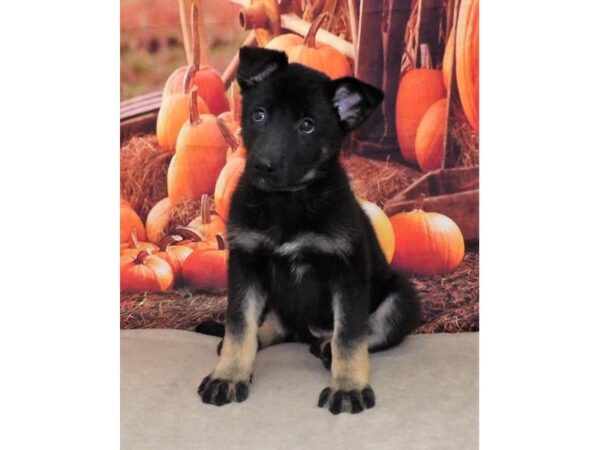 German Shepherd Dog DOG Female Black / Tan 21342 Petland Batavia, Illinois