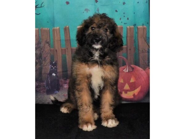 Bernadoodle-DOG-Female-Sable-21343-Petland Batavia, Illinois