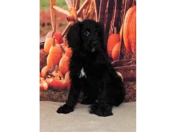 Bernedoodle-DOG-Male-Black-21103-Petland Batavia, Illinois