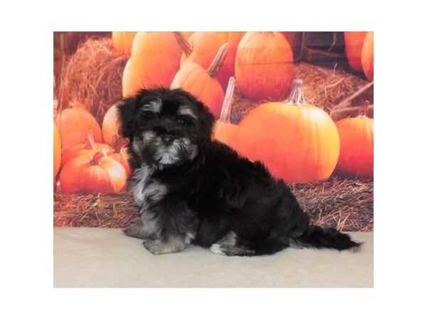 Hava Poo DOG Male Black / Tan 21104 Petland Batavia, Illinois