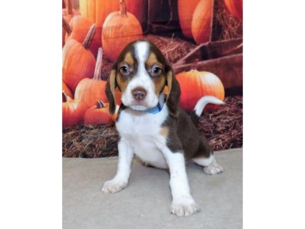 Beagle-DOG-Male-Chocolate / White-21338-Petland Batavia, Illinois