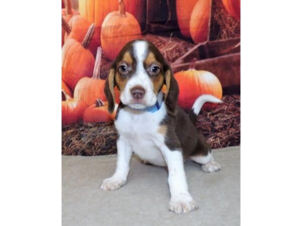 Beagle DOG Male Chocolate / White 21338 Petland Batavia, Illinois