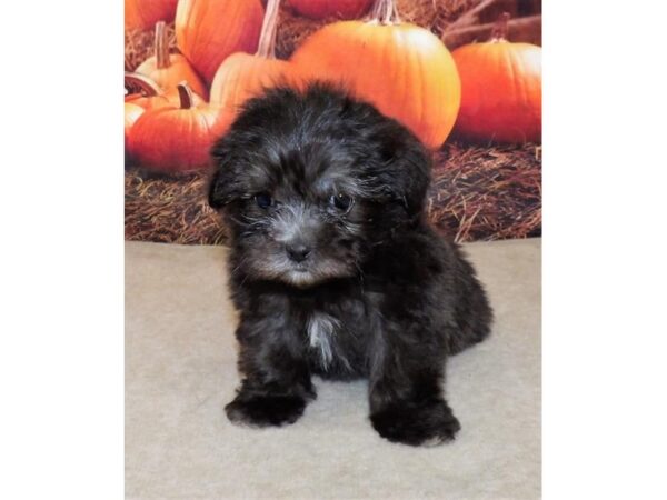 Mal Shi DOG Female Black 21105 Petland Batavia, Illinois