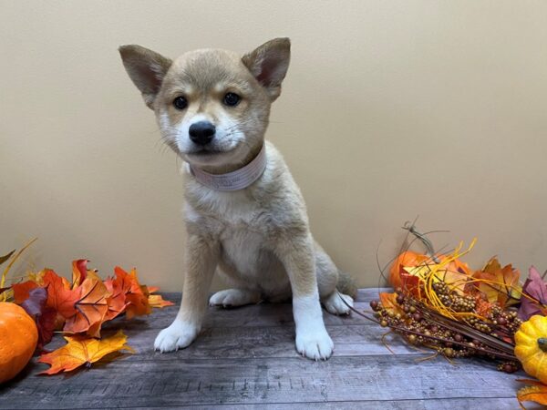 Shiba Inu DOG Male Red Sesame 21348 Petland Batavia, Illinois