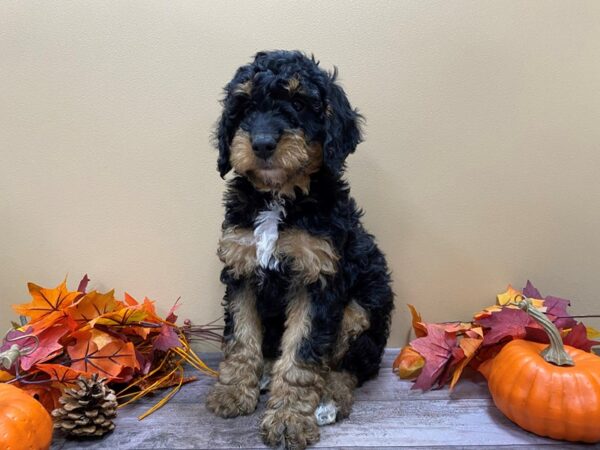Goldendoodle Mini 2nd Gen-DOG-Male-Black and Tan-13146-Petland Batavia, Illinois